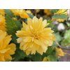 Zákula japonská 'Pleniflora'  Kerria japonica 'Pleniflora'