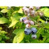 yellowberry