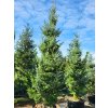 Jedle Arnoldova (Balen� bal/airpot, v��ka 250-300cm)