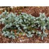 prostrata