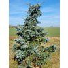 Smrk pichlav� 'Prostrata' (Balen� bal/airpot, Tvar v��ka 200-250cm)