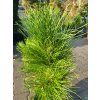 Pinus Green Tower (2)