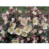 117461 1 cemerice shooting star helleborus shooting star