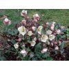 117461 2 cemerice shooting star helleborus shooting star