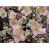117461 3 cemerice shooting star helleborus shooting star