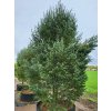 Pseudotsuga menziesii 'Pyramidalis Glauca'