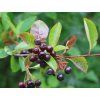 Černý jeřáb  Aronia melanocarpa