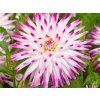 Jiřina 'Hayley Jane'  Dahlia 'Hayley Jane'