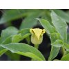 Arisaema flavum  Arisaema flavum