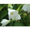 galtonia
