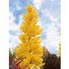 ginko