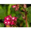 Ribes Amore
