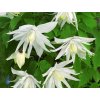 Plamének 'Albina Plena'  Clematis 'Albina Plena'