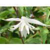 Plamének 'Albina Plena'  Clematis 'Albina Plena'