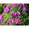 Plamének 'Constance'  Clematis 'Constance'