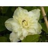 118229 1 118229 1 clematis first light 2