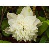 118229 2 118229 2 clematis first light 1