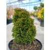 Thuja occidentalis 'Maks' (4)