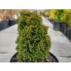 Thuja occidentalis 'Maks' (3)