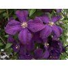 Plamének 'Jackmanii'  Clematis 'Jackmanii'