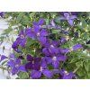 Plamének 'Jackmanii'  Clematis 'Jackmanii'