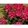 Rododendron 'Karl Naue'  Rhododendron 'Karl Naue'