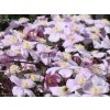 Plamének 'Mayleen'  Clematis 'Mayleen'
