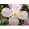 Plamének 'Mayleen'  Clematis 'Mayleen'
