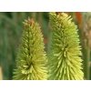 Mnohokvět 'Green Jade'  Kniphofia 'Green Jade'