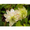 Clematis Pistachio Cake (1)