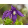 Clematis Pamela Jackman (1)