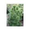 Borovice rumelská 'Bitola'  Pinus peuce 'Bitola'