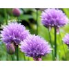 allium