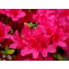 Japonská azalka 'Conny'  Rhododendron obtusum 'Conny'