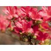 Japonská azalka 'Hino Crimson'  Rhododendron obtusum 'Hino Crimson'