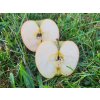 Jabloň 'Merkur'  Malus domestica 'Merkur'