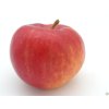 Jabloň 'Red Topaz'  Malus domestica 'Red Topaz'