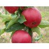 Jabloň 'Rajka'  Malus domestica 'Rajka'