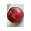 Jabloň 'Šampion Red'  Malus domestica 'Šampion Red'