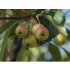 micromalus