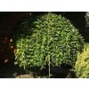 carpea 2