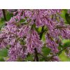 Syringa Andrej (1)