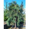 119237 2 borovice jotosho pendula