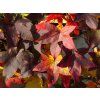 Liquidambar Schock's Gold (3)