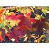 Liquidambar Schock's Gold (1)