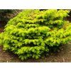 Jedle kavkazská 'Golden Spreader'  Abies nordmanniana 'Golden Spreader'