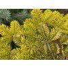 Jedle kavkazská 'Golden Spreader'  Abies nordmanniana 'Golden Spreader'
