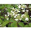 Kalina japonská 'Mariesii'  Viburnum plicatum 'Mariesii'