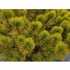 Pinus mugo 'Orange Glow' kopie