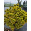 Pinus mugo 'Orange Glow'